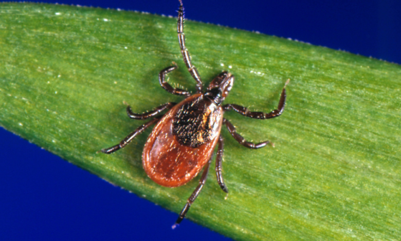 ARCHIVO – En esta imagen sin fecha, proporcionada por los Centros para el Control y la Prevención de Enfermedades (CDC, por sus siglas en inglés), se muestra una garrapata de patas negras, también conocida como garrapata del ciervo. (CDC vía AP, Archivo)